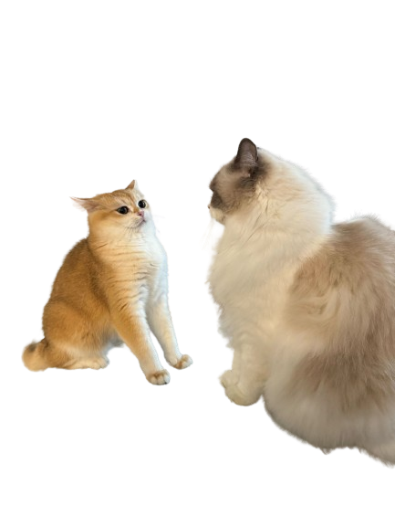 [PREORDER] Organic Cat Fur
